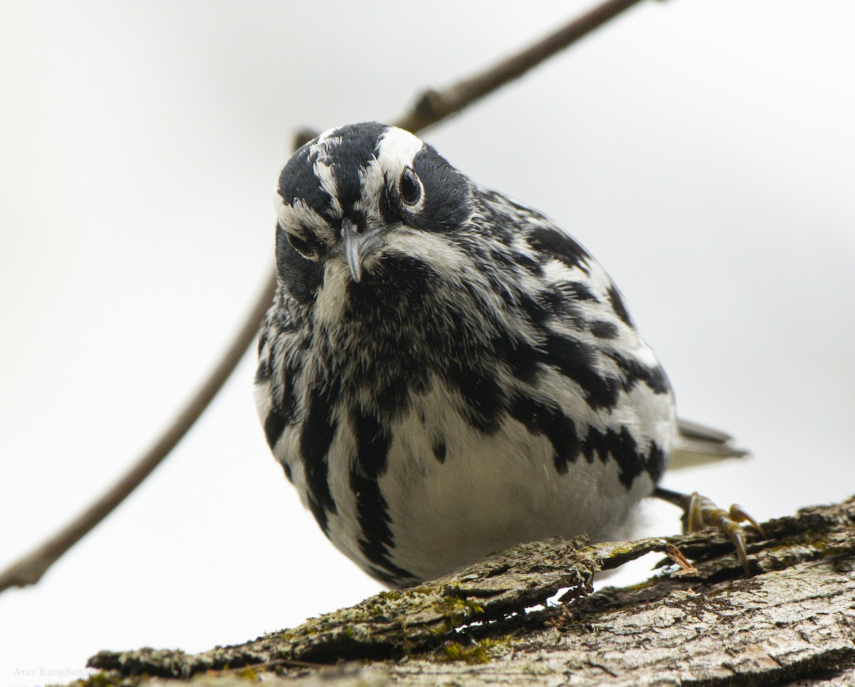 Black-and-white Warbler - ML618930070