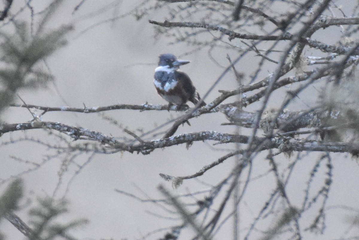 Belted Kingfisher - ML618930076