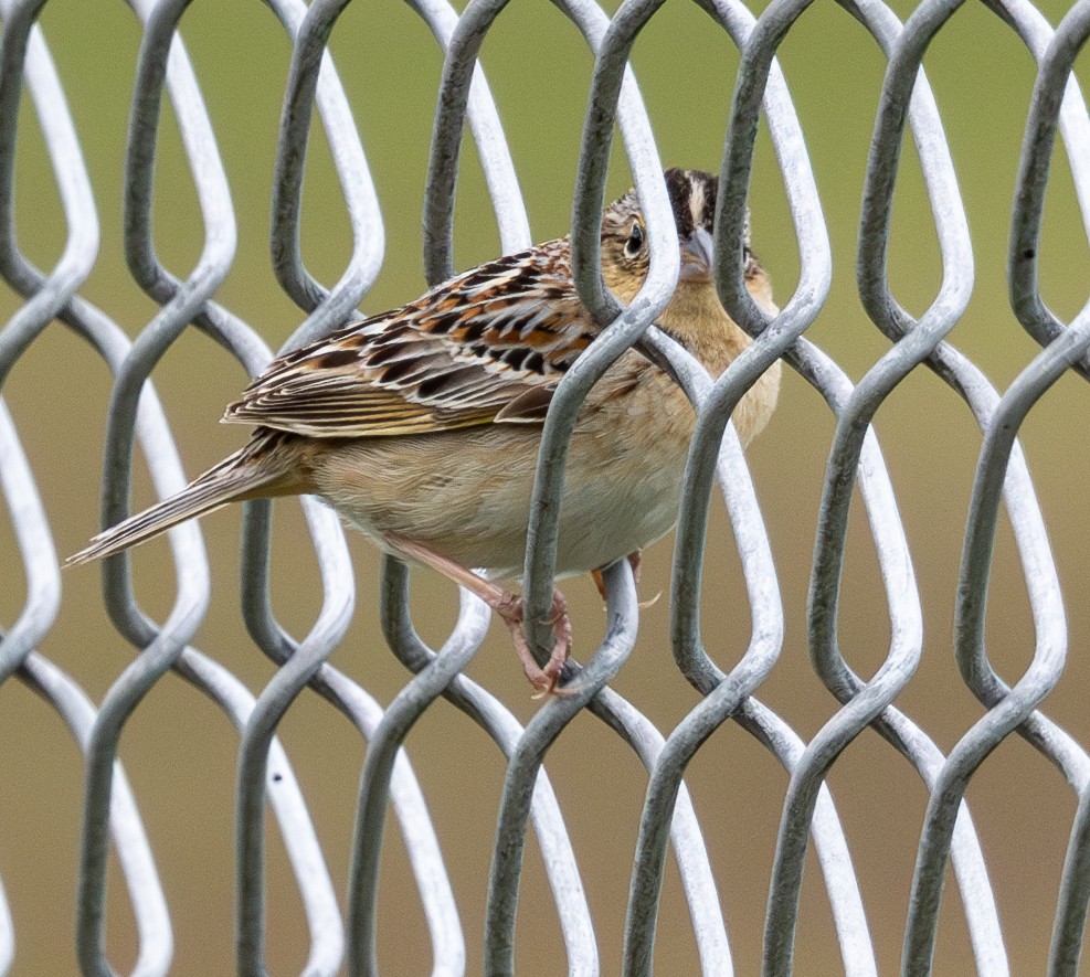 Grasshopper Sparrow - ML618930131