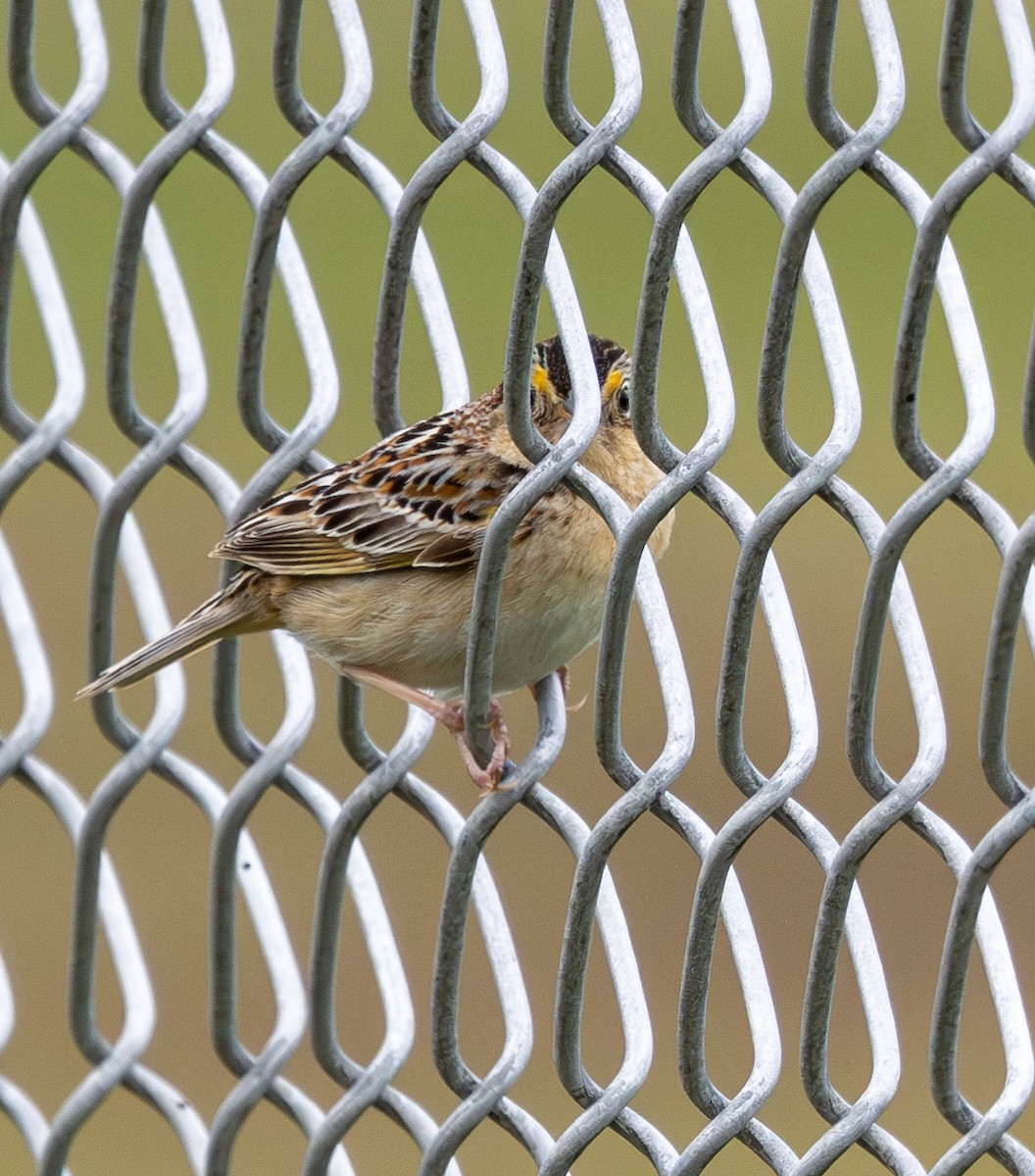 Grasshopper Sparrow - ML618930132
