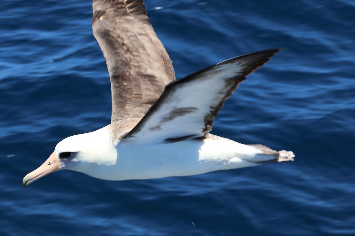 Laysan Albatross - ML618930177