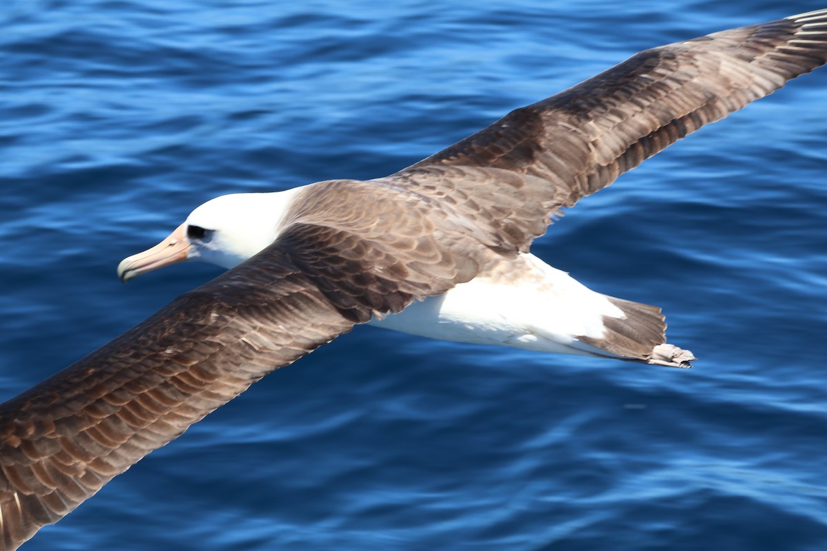 Laysan Albatross - ML618930178