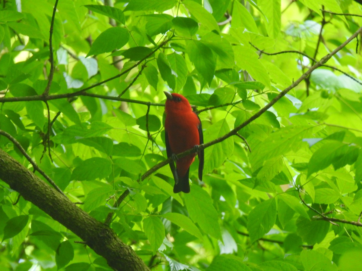 Scarlet Tanager - ML618930204