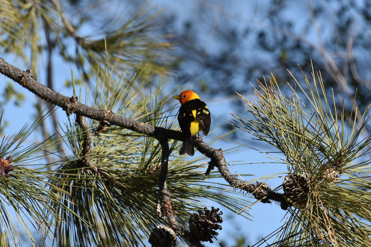 Western Tanager - ML618930208