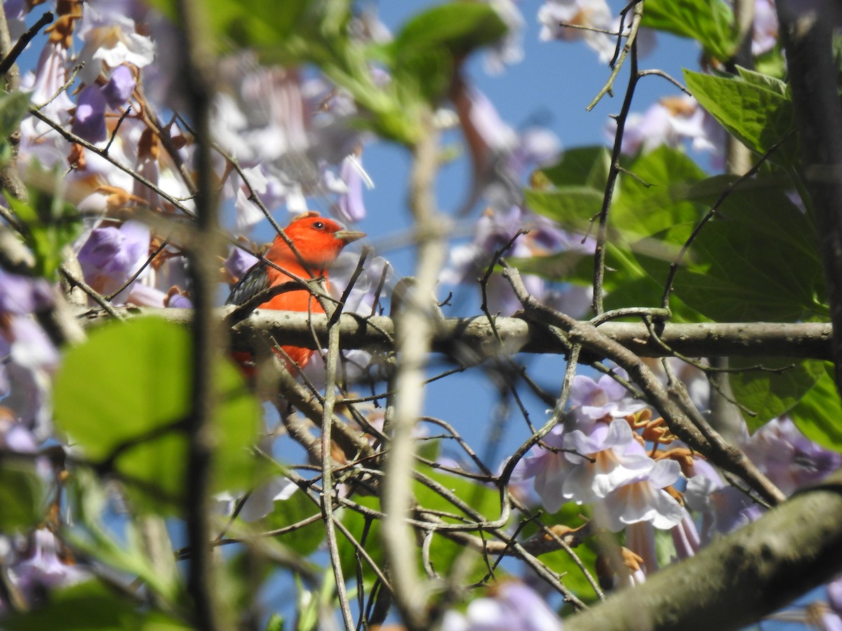 Scarlet Tanager - ML618930220