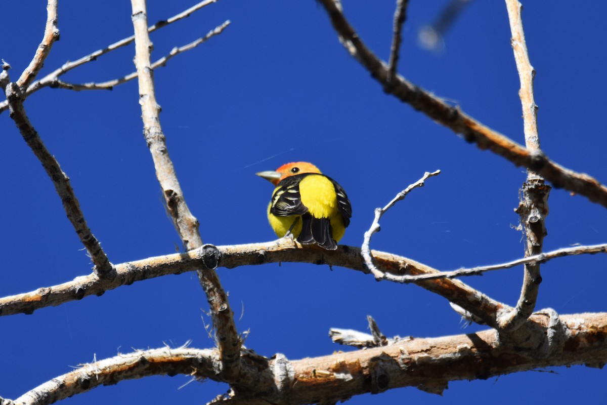 Western Tanager - ML618930235