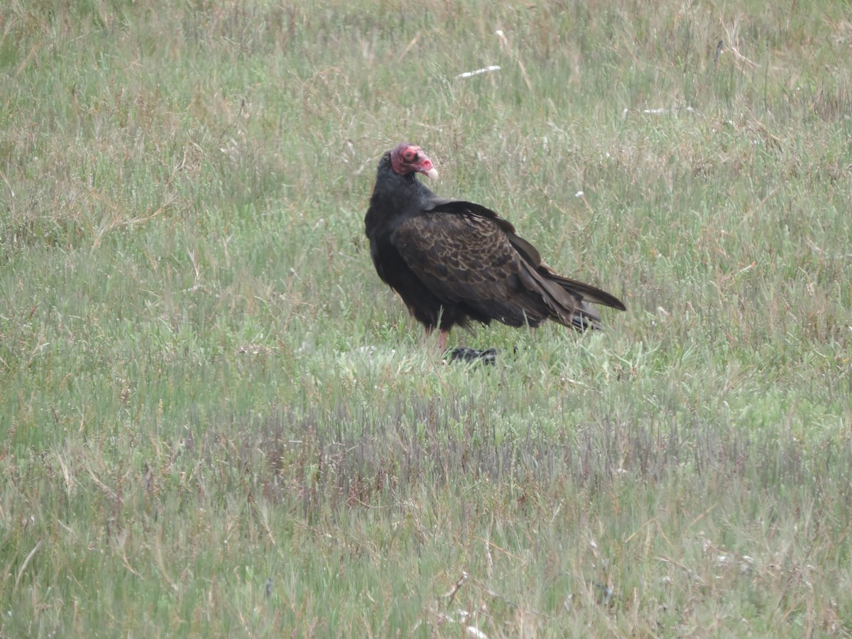 Turkey Vulture - T Cross