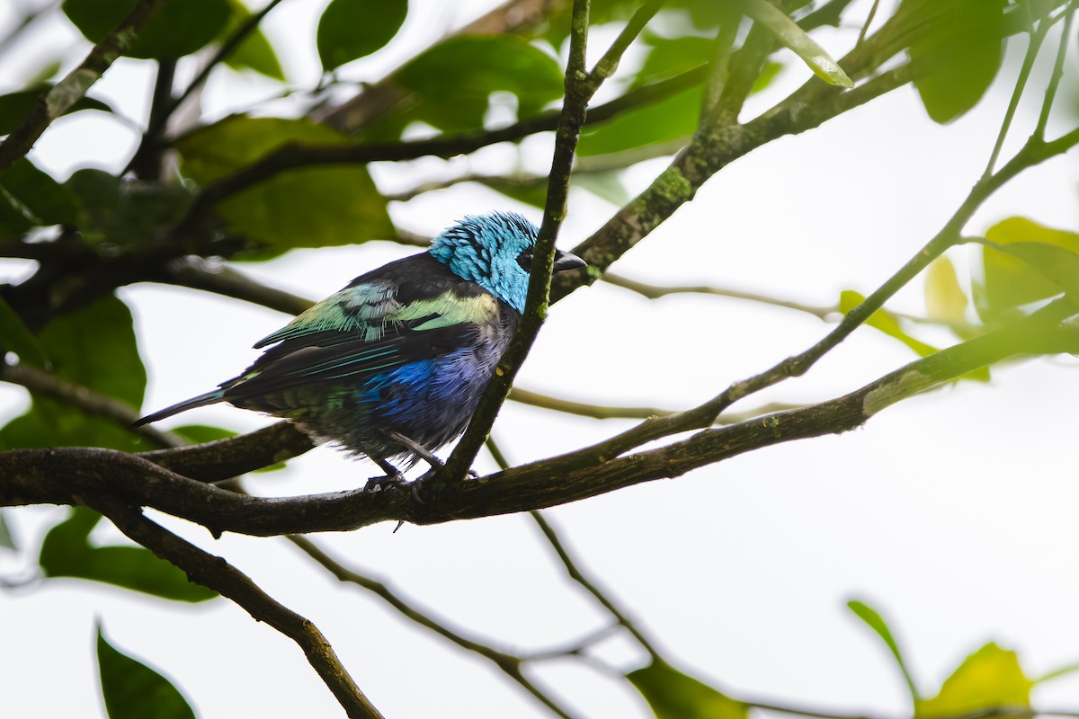 Blue-necked Tanager - ML618930257