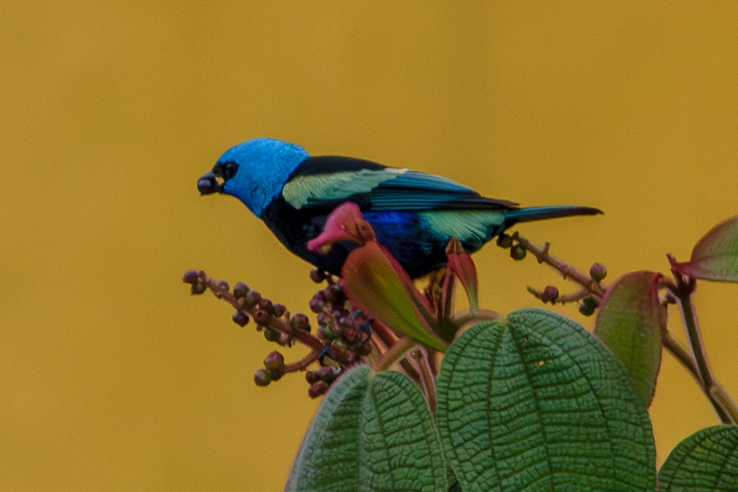 Blue-necked Tanager - ML618930258
