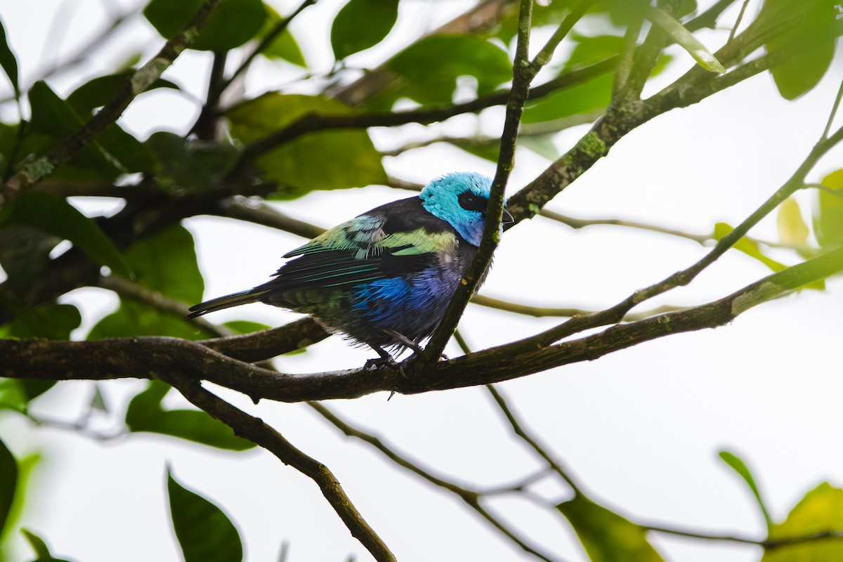 Blue-necked Tanager - ML618930259