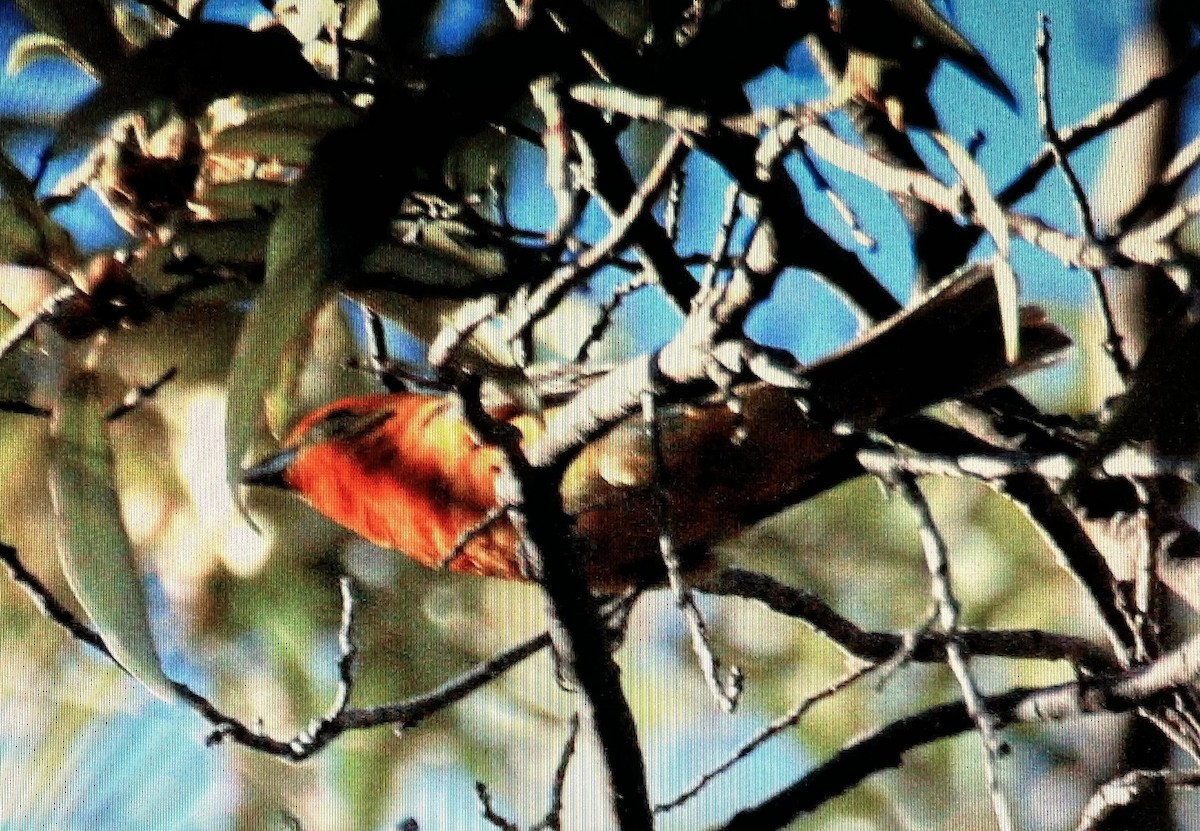 Flame-colored Tanager - Pierre Howard