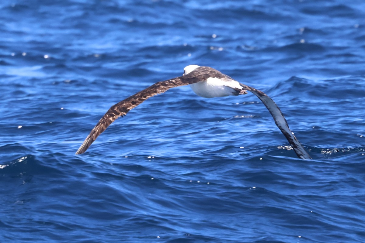 Laysan Albatross - ML618930281