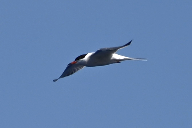 Common Tern - ML618930283