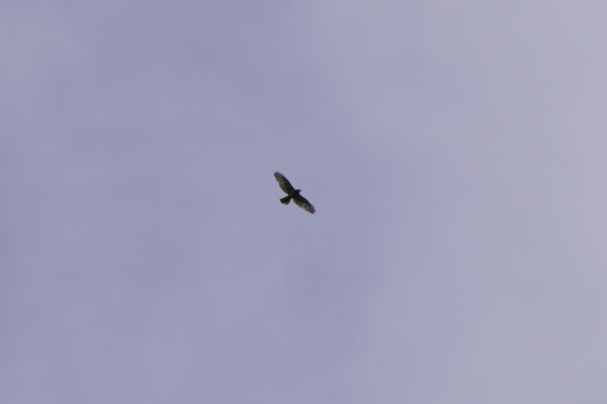 Broad-winged Hawk - ML618930315