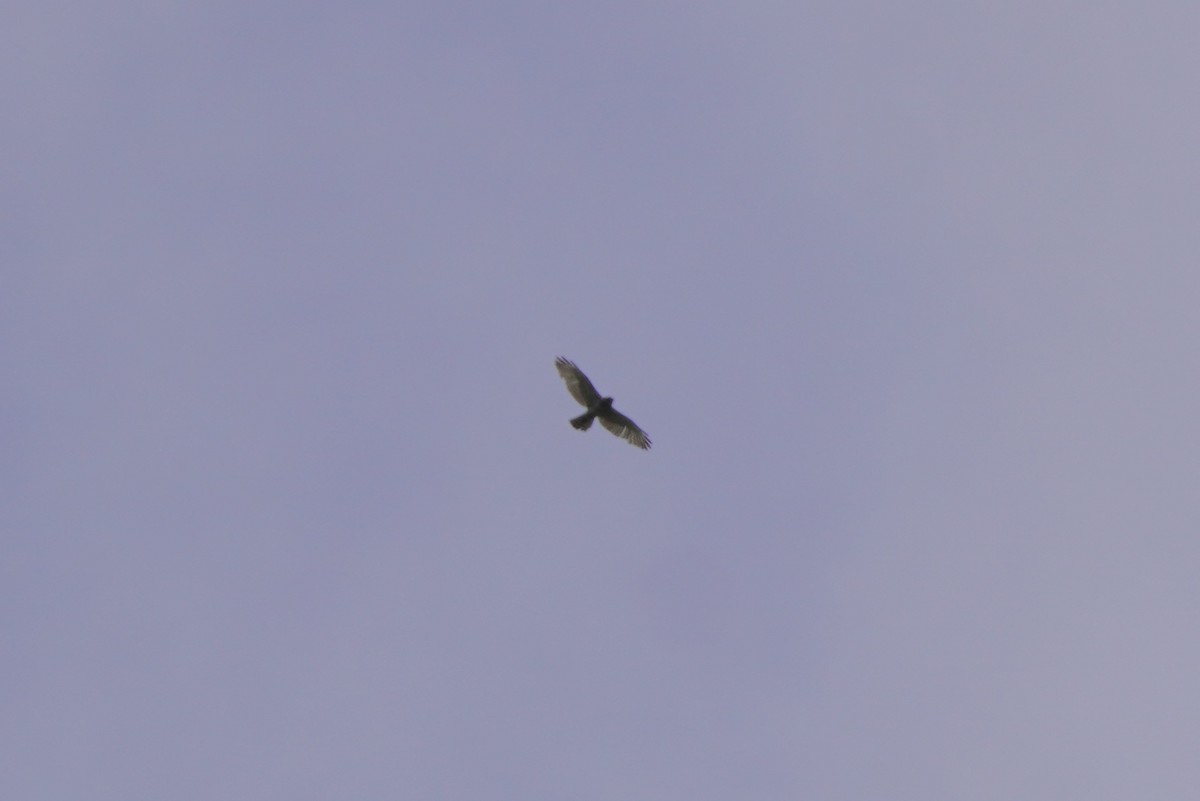 Broad-winged Hawk - ML618930317