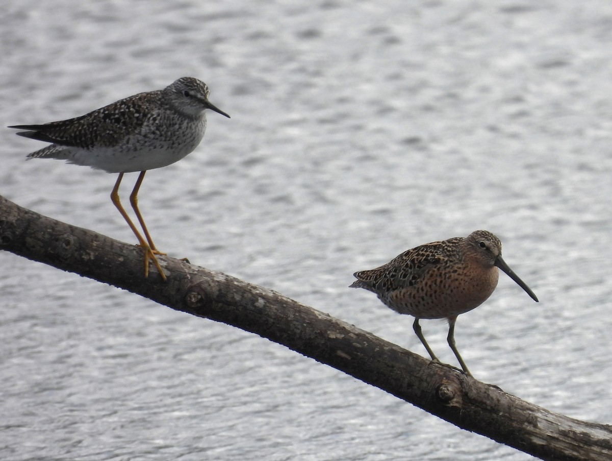 Short-billed Dowitcher - Jenny Young