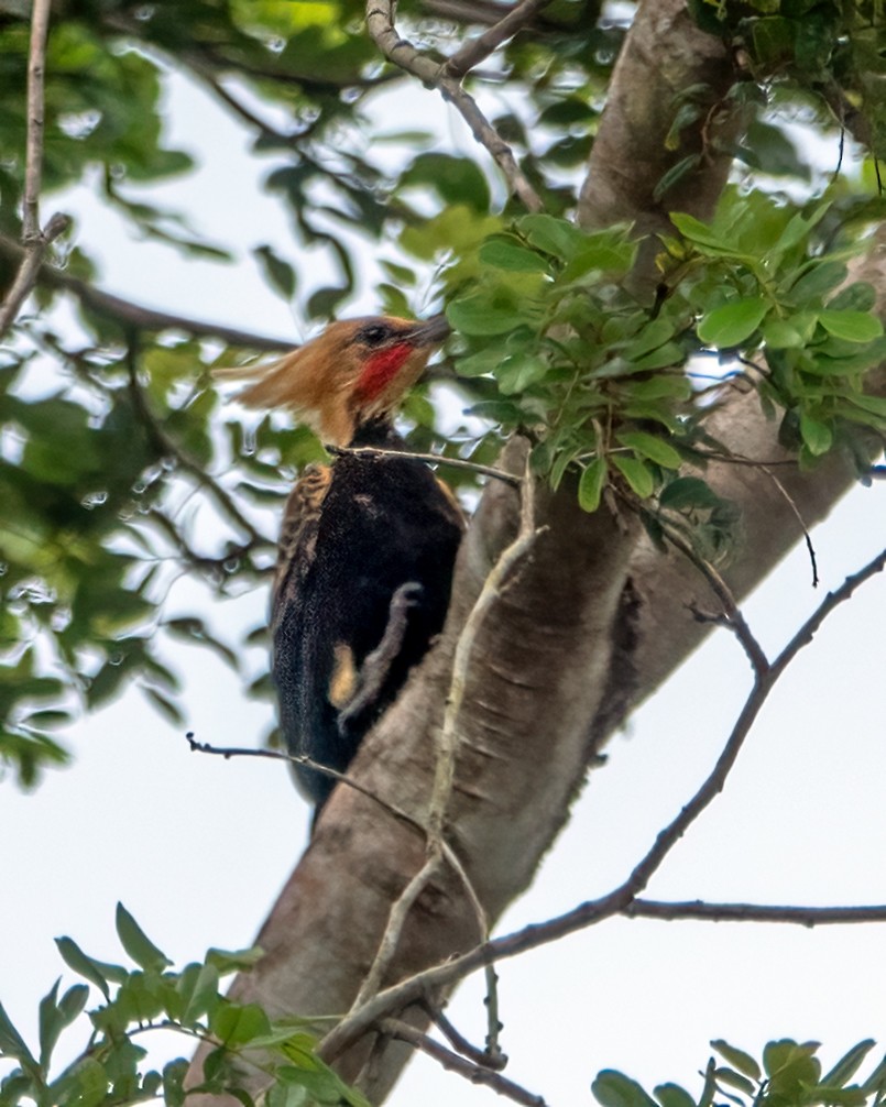 Ochre-backed Woodpecker - ML618930347