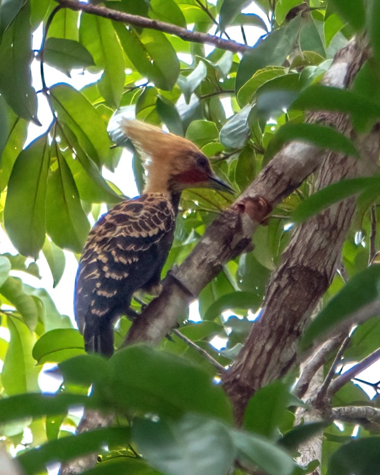 Ochre-backed Woodpecker - ML618930349