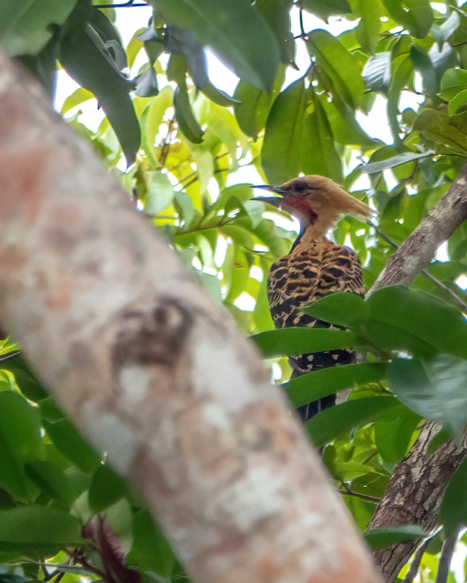 Ochre-backed Woodpecker - ML618930351