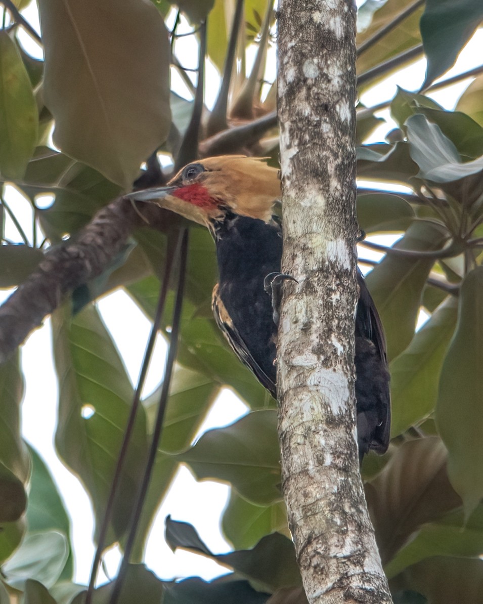 Ochre-backed Woodpecker - ML618930352
