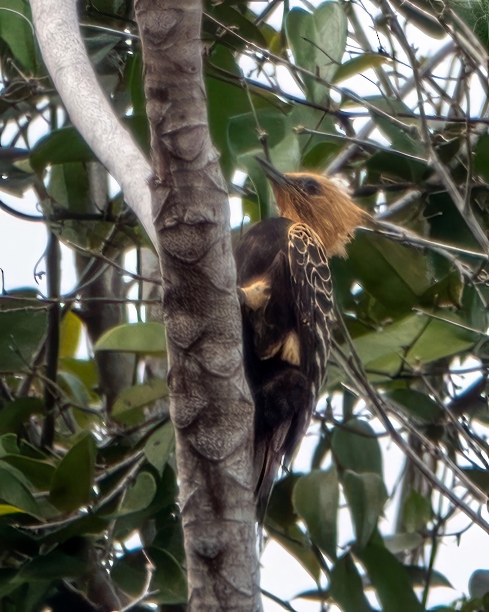 Ochre-backed Woodpecker - ML618930353