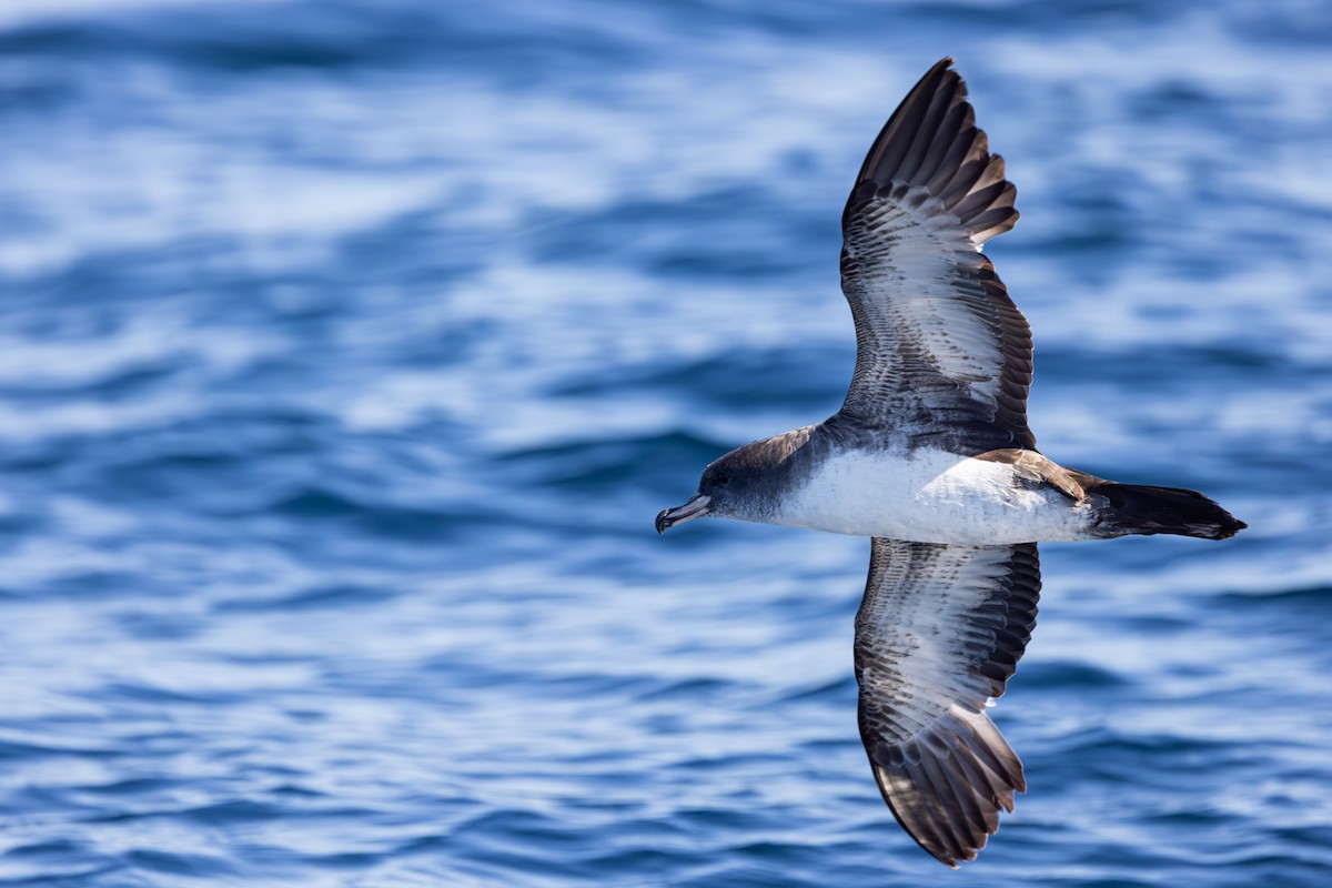 Pink-footed Shearwater - ML618930383
