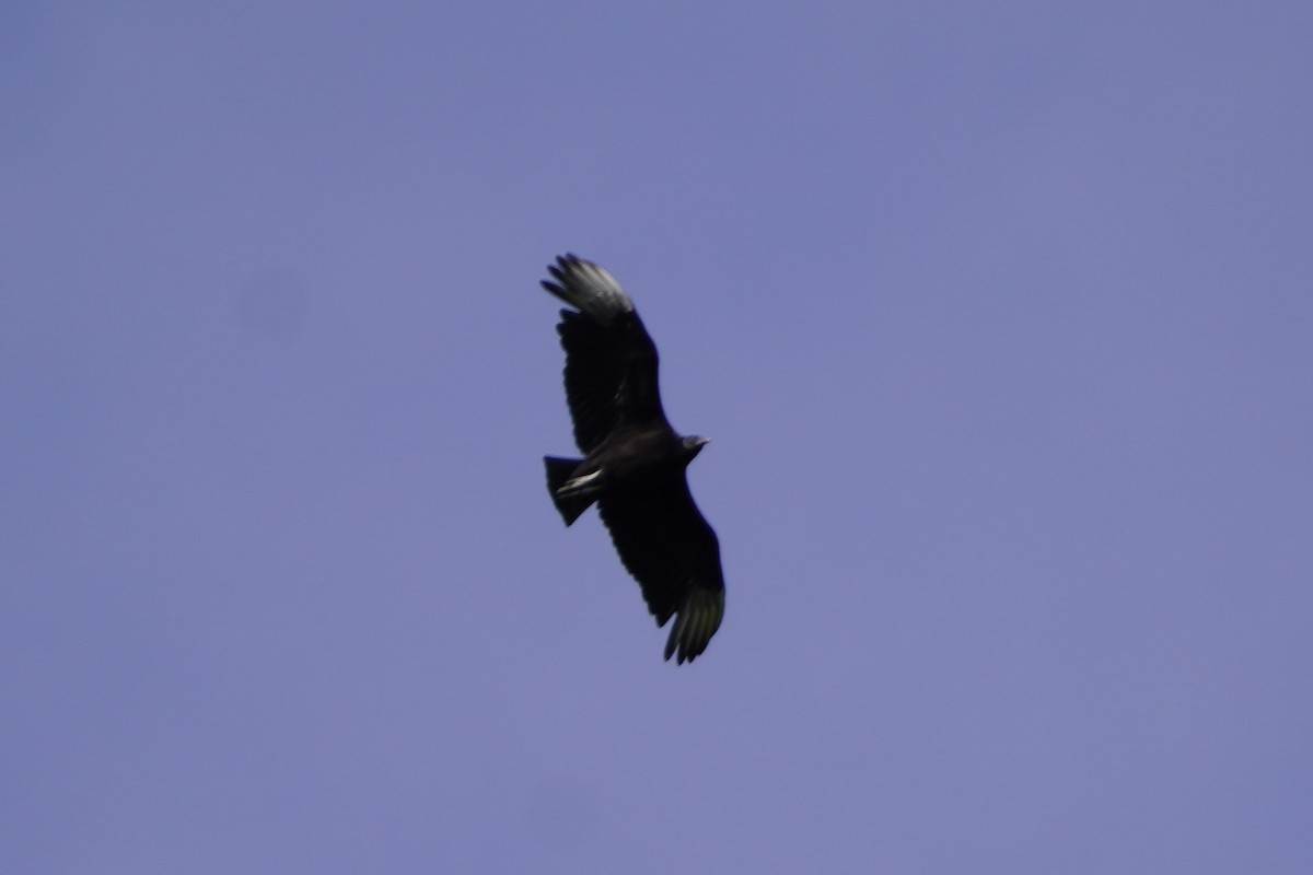 Black Vulture - ML618930385