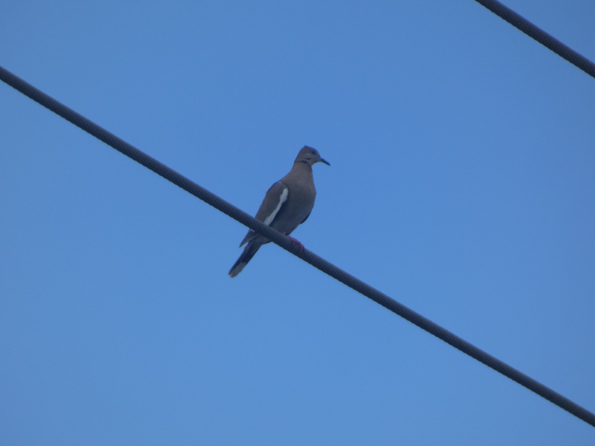 White-winged Dove - ML618930410
