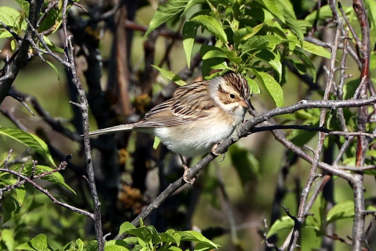 Clay-colored Sparrow - ML618930413