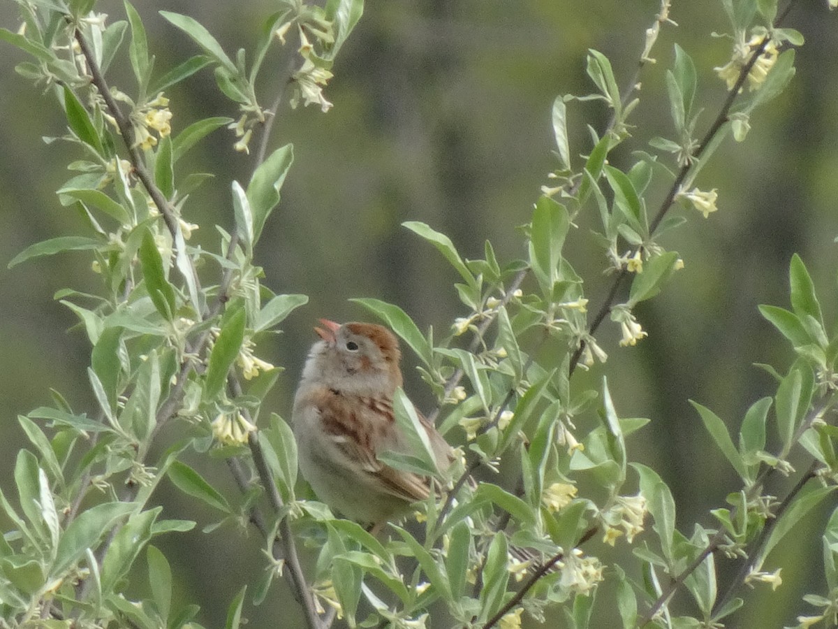 Field Sparrow - Randy Coons