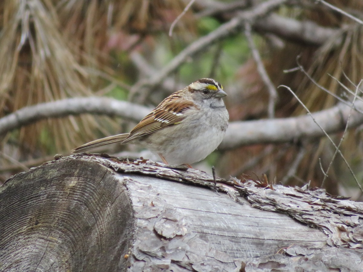 White-throated Sparrow - ML618930463