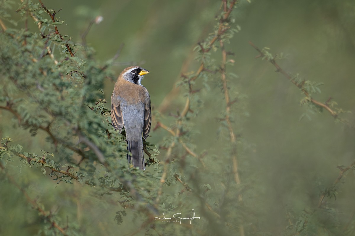 Many-colored Chaco Finch - ML618930465