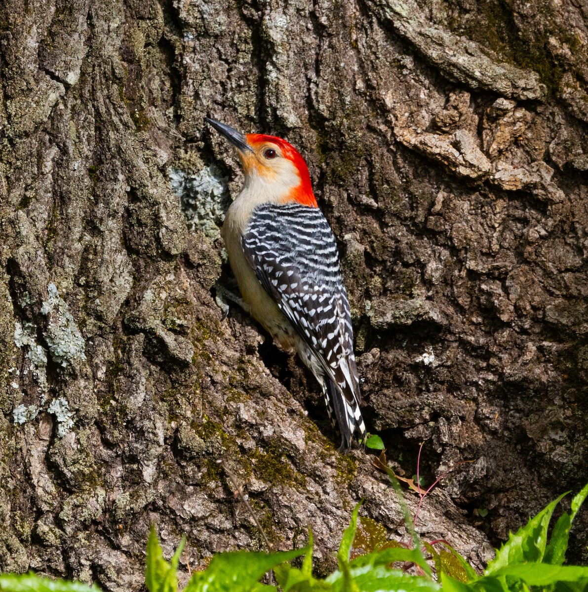 Red-bellied Woodpecker - Hap Ellis