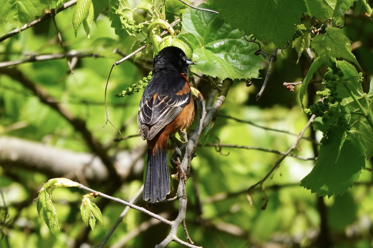Orchard Oriole - ML618930490