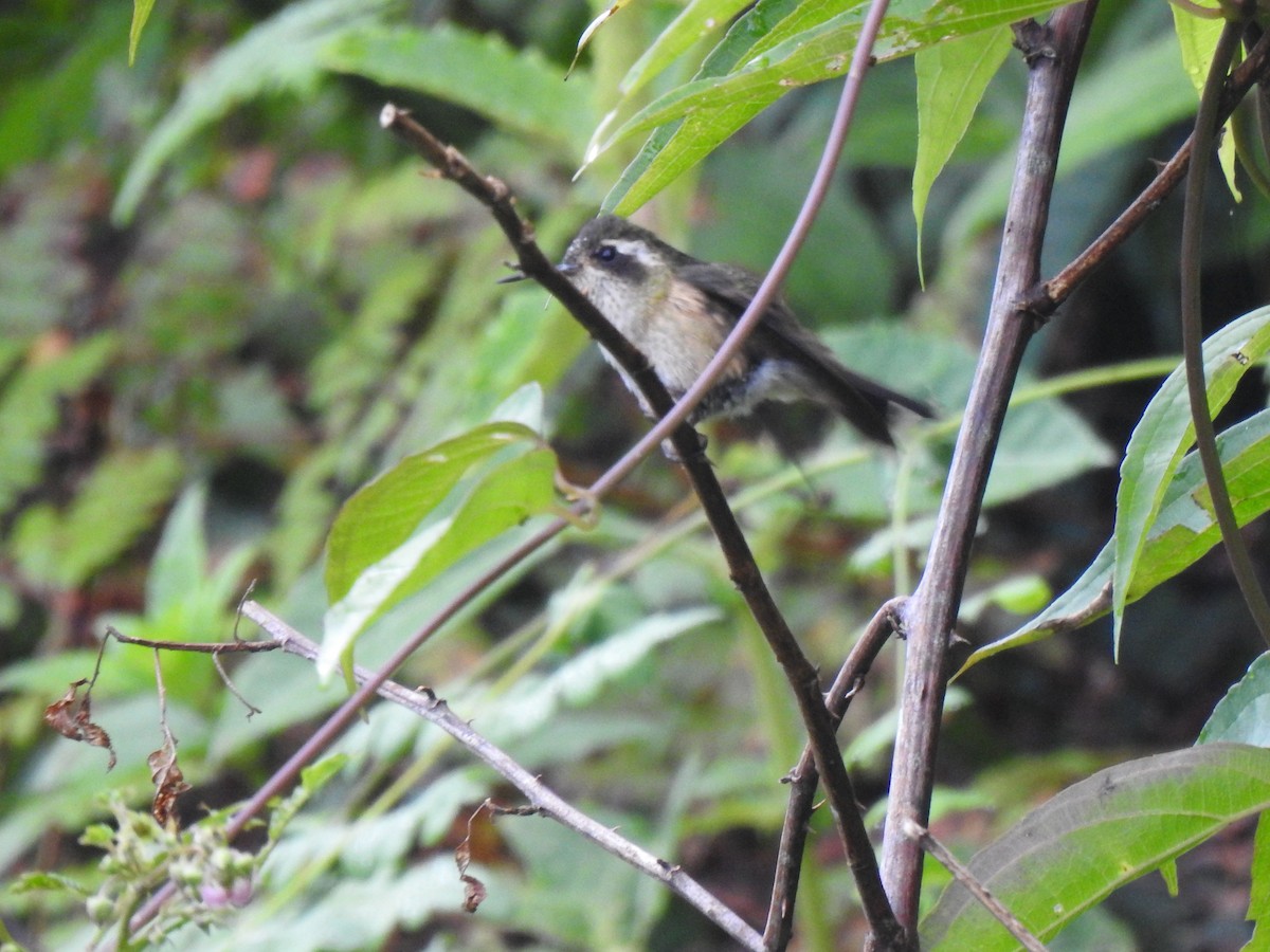 Speckled Hummingbird - ML618930514