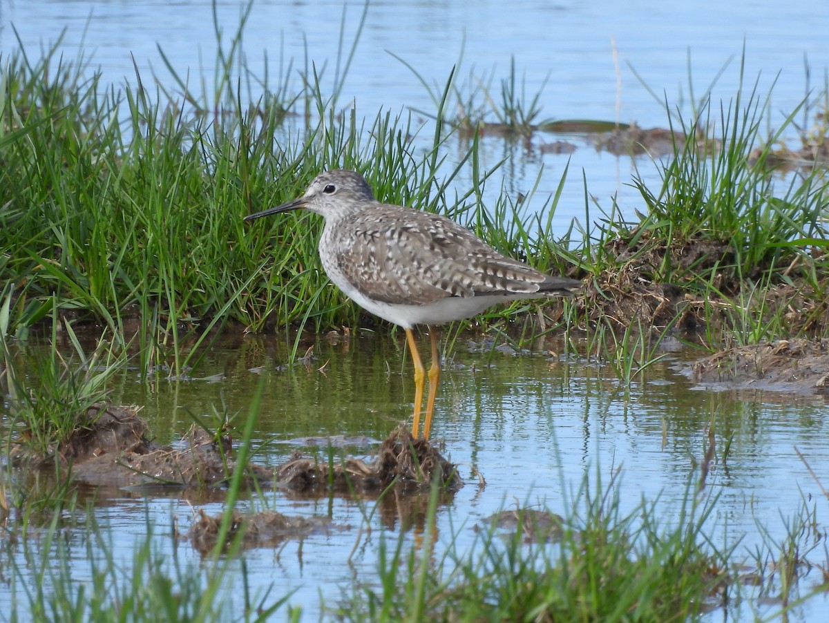 Lesser Yellowlegs - Jenny Young