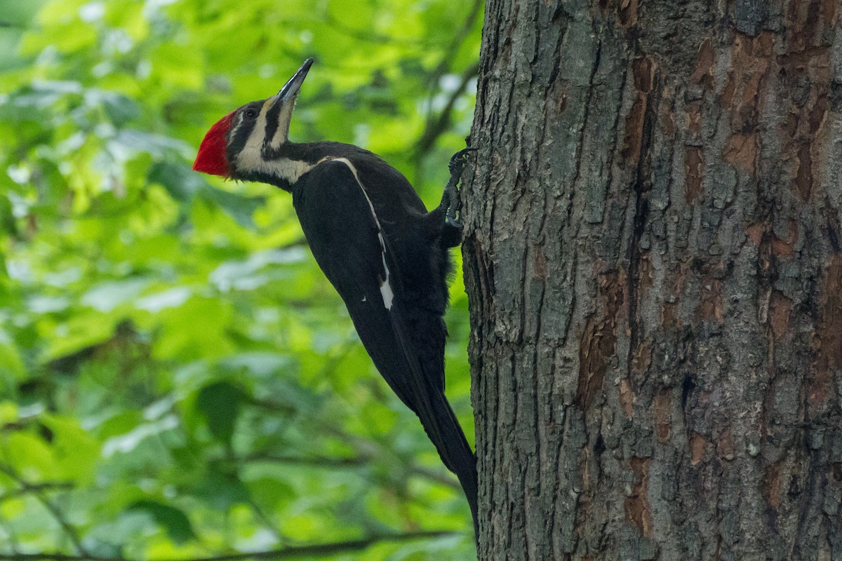 Pileated Woodpecker - Stella Tea