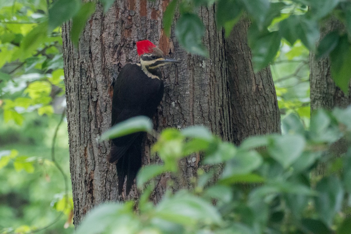 Pileated Woodpecker - ML618930594
