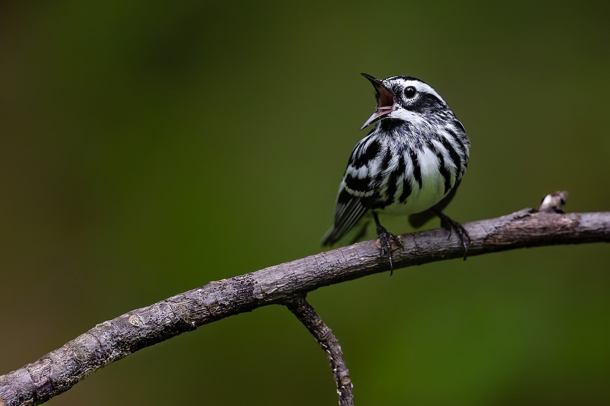 Black-and-white Warbler - ML618930609