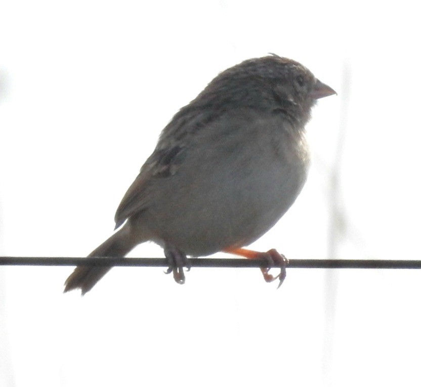 Grassland Sparrow - ML618930642