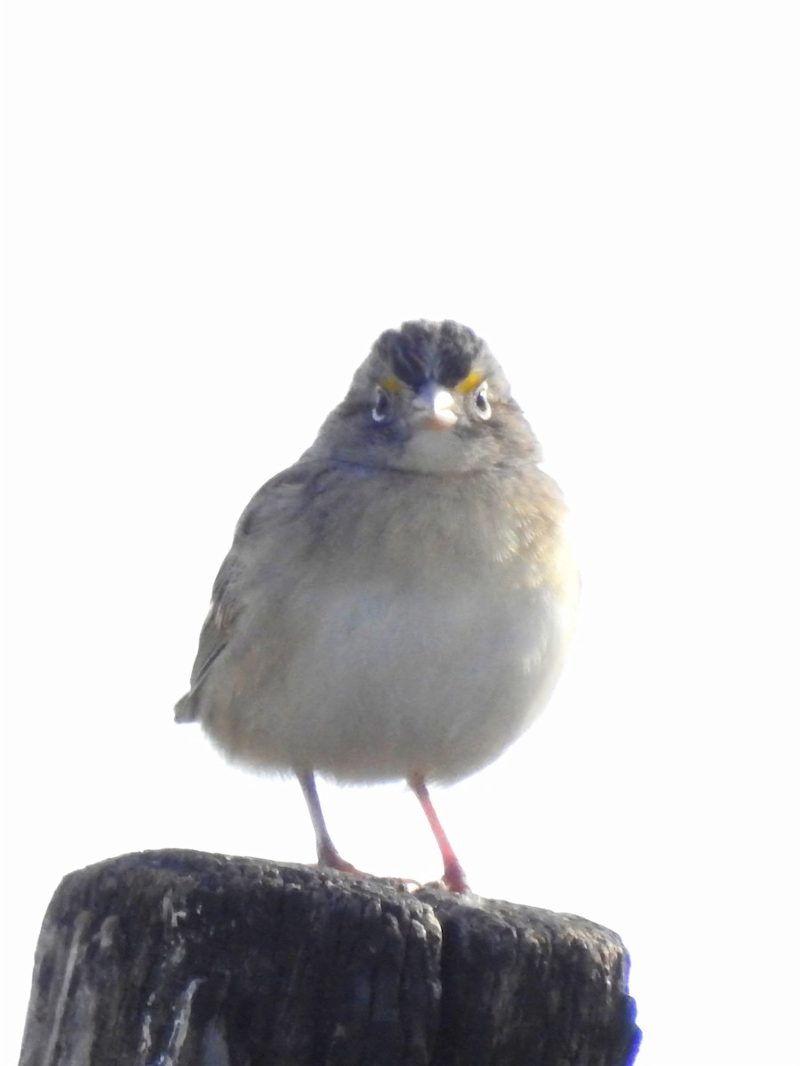 Grassland Sparrow - ML618930643