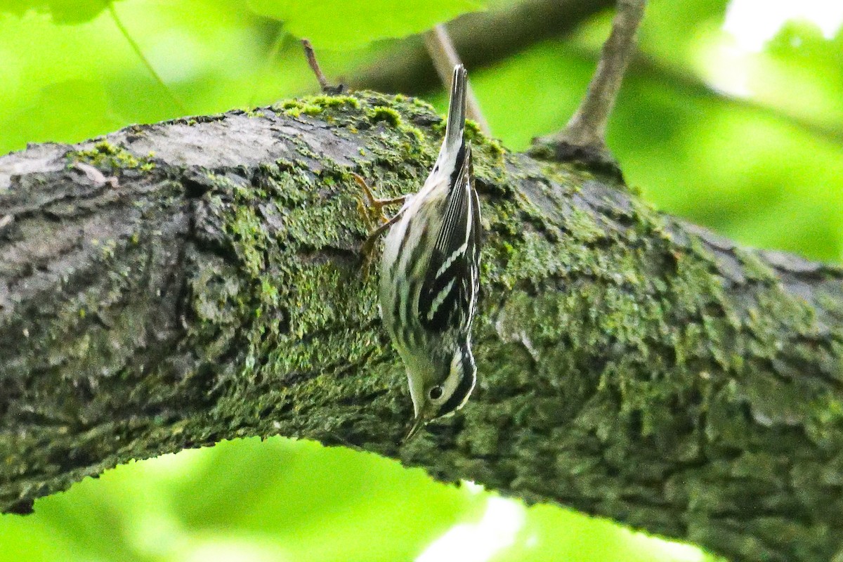 Black-and-white Warbler - ML618930646