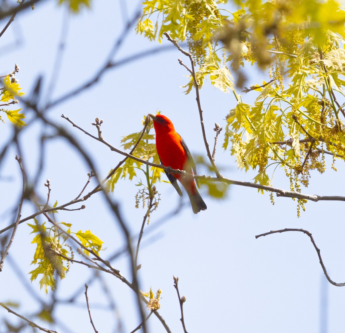 Scarlet Tanager - ML618930660