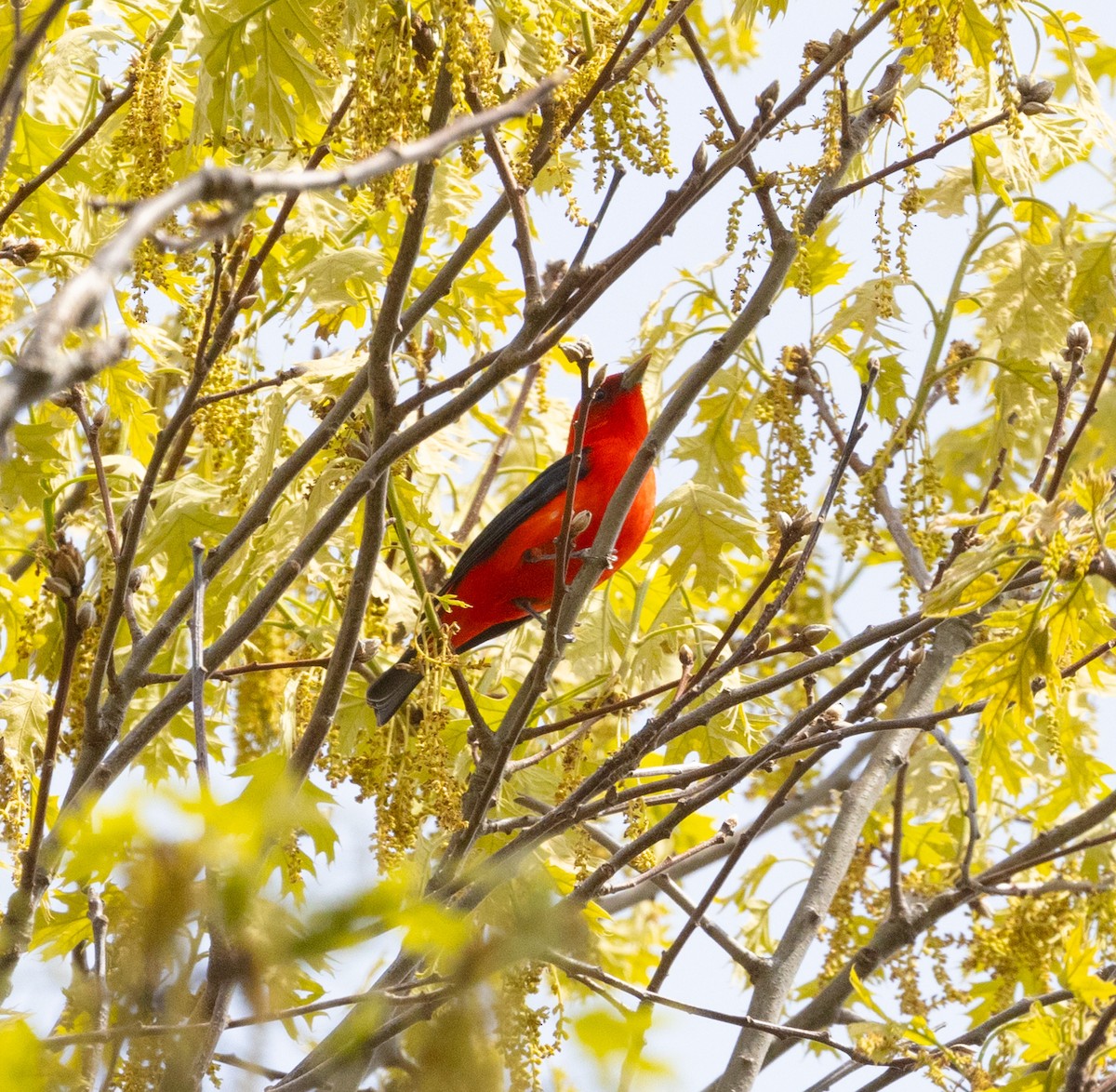 Scarlet Tanager - ML618930662