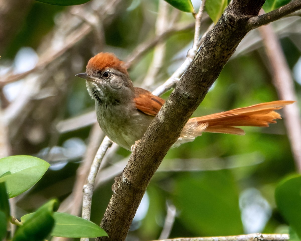 Sooty-fronted Spinetail - Albino Paiva