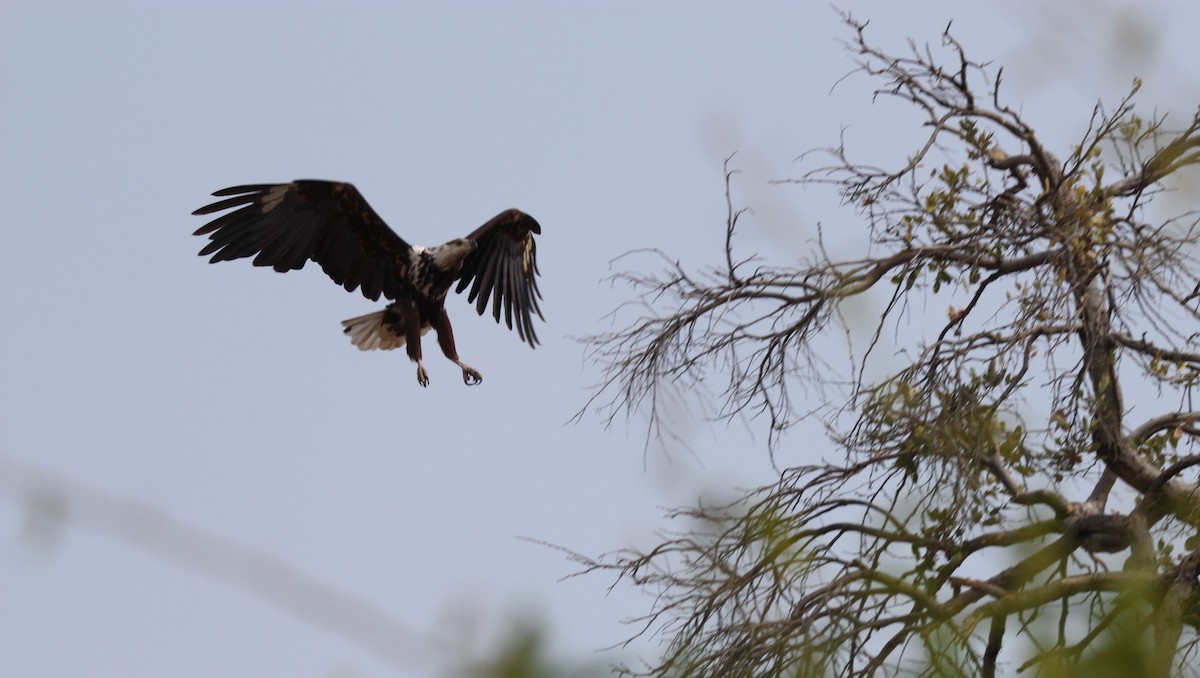 African Fish-Eagle - ML618930683