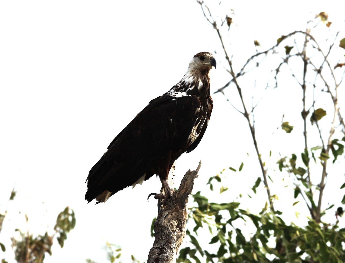 African Fish-Eagle - ML618930694