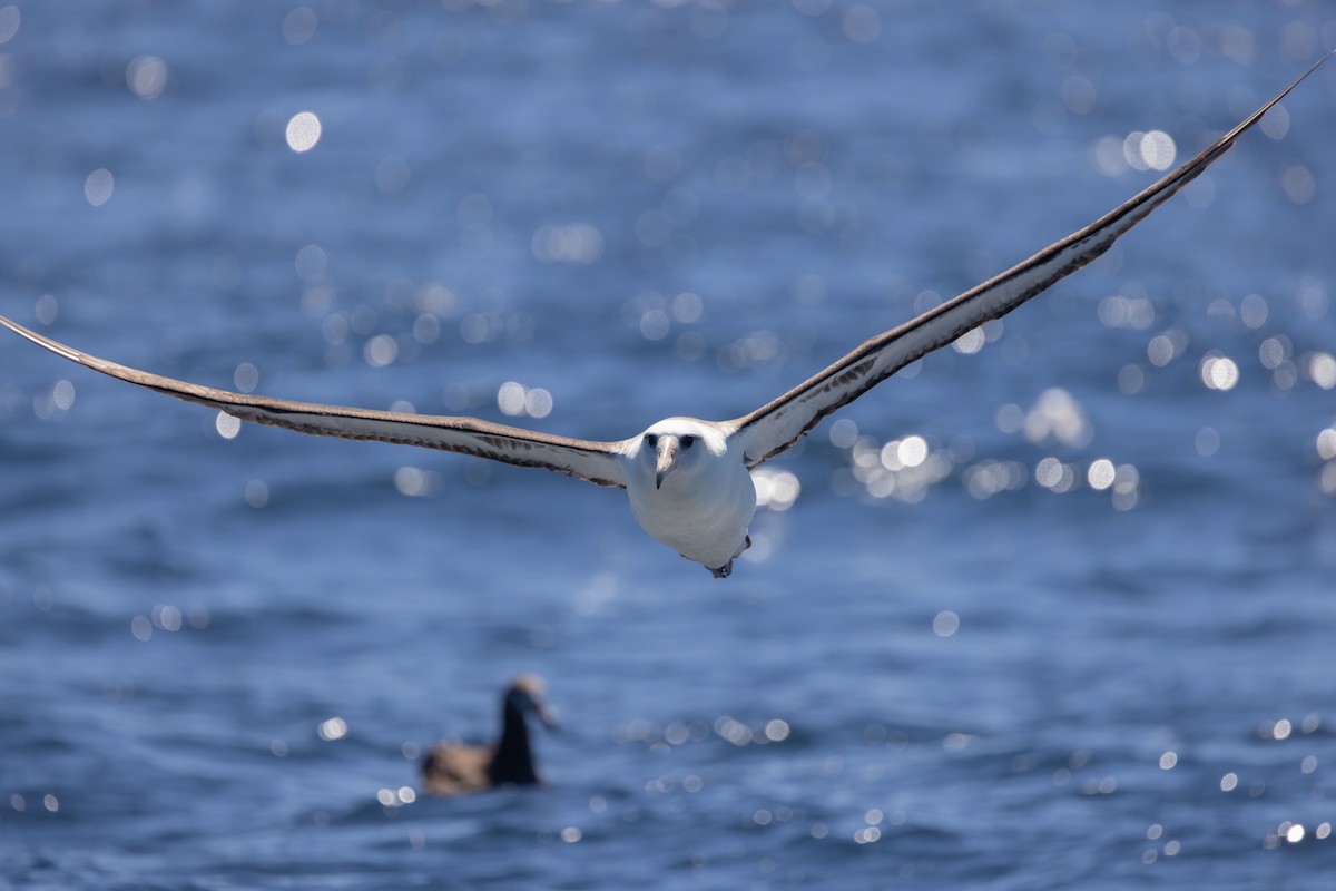 Laysan Albatross - Roger Adamson