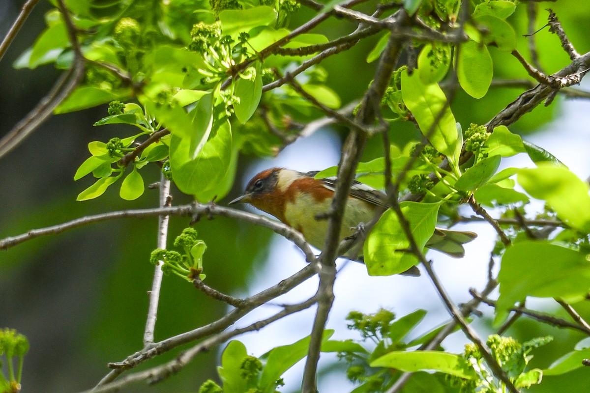 Bay-breasted Warbler - ML618930805