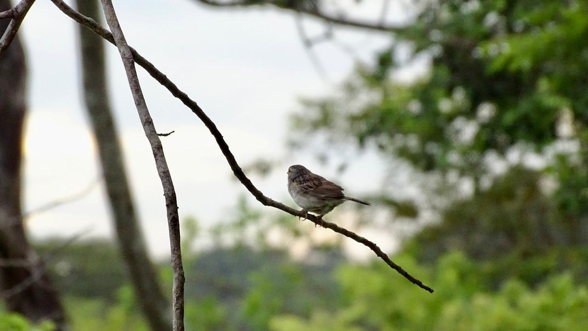 Grassland Sparrow - Primitivo Figueroa